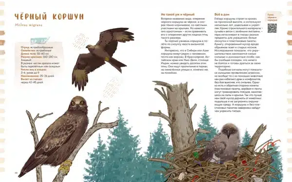 Птицы в деревне. Где найти и как узнать - Image 5